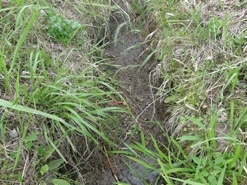 溝のアップ写真で、両脇には草が生え、溝には泥がある