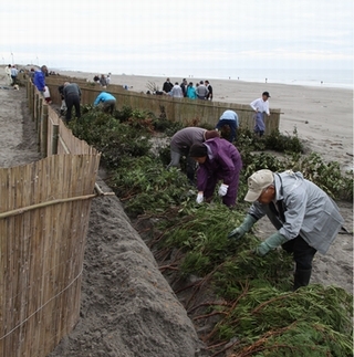 海岸で粗朶を設置する作業をしている大勢の住民たちの様子。