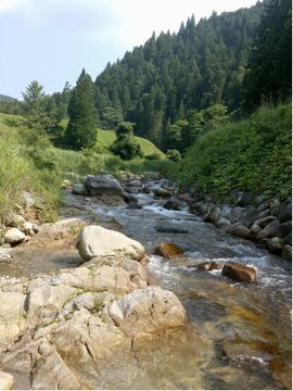山間の渓流、流れる清冽な水の様子
