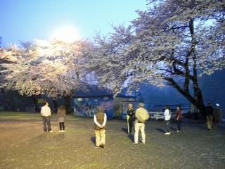 夜、満開の桜を鑑賞する人たち