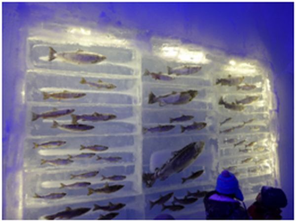 いろいろな種類の魚が氷の中に閉じ込められて展示されている様子