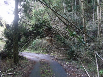 木が倒れて道路をふさいでいるの写真