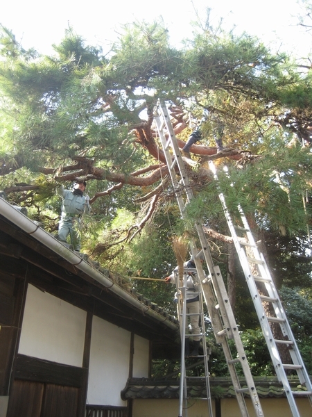 松ヶ岡の庭園にある赤松の木に長い梯子をかけて剪定する様子