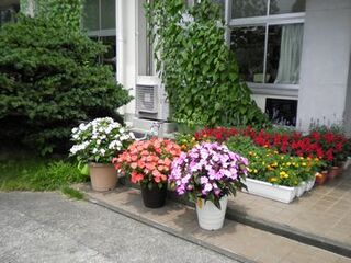 曽我小学校の玄関に飾ってある鉢植えの白・ピンク・紫のサンパチェンスとプランターに植えられた花と緑のカーテン