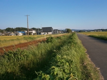 草刈り前の線路の写真。線路脇に雑草が生い茂っている。