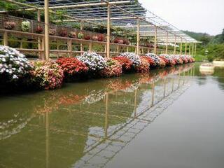 浜松フラワーパーク内にある水上通路の横に植えられている赤や白のサンパチェンス