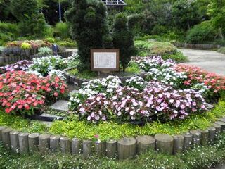 掛川城公園の円形の花壇に植えられているサンパチェンス