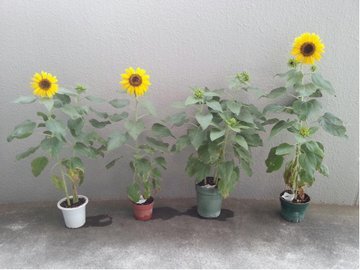 鉢に植えられたひまわりの花が4つ並んでいる様子