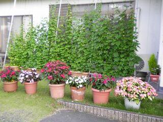 掛川市図書館長の自宅に植えてあるゴーヤの緑のカーテンと鉢植えのサンパチェンス