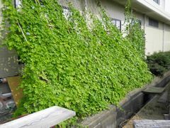 大須賀図書館の花壇に植えられた緑のカーテン