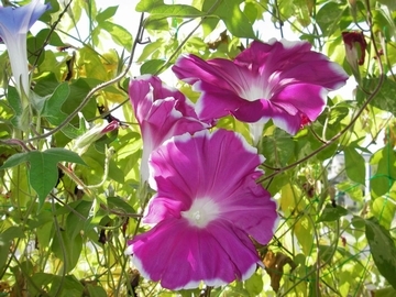 紫色の花が3輪咲いている写真