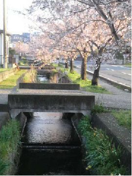 用水路に沿ってある桜の並木道の写真
