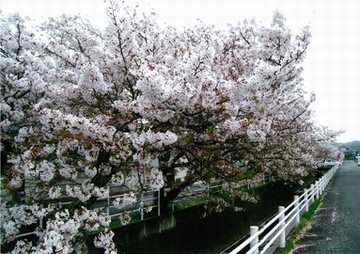 新知川の川沿いに続く満開の桜の木