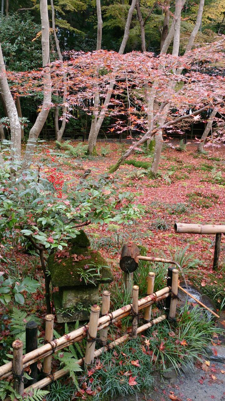 紅葉がたくさん植わっていて、紅葉の葉が下一面に広がっている写真