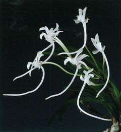 花の一部が長くて真っ白なフウランの画像