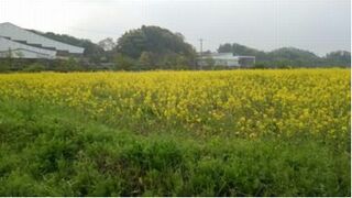 畑一面、黄色の菜の花が咲いている様子。