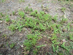 草丈は5センチメートルから10センチメートルで地面を張っている様子