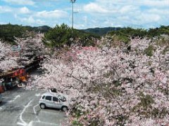 桜咲く大浜公園
