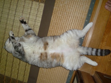 お腹を上に向けて床に寝転がっている猫