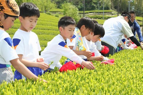 学校の裏山の茶園で茶摘みを体験する児童