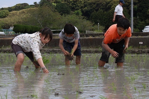 田んぼの泥に足をとられながら慣れない手つきで真剣に田植えをする児童
