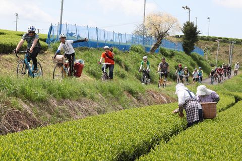 新芽の生えそろった茶畑を進むサイクリストたち、茶畑には茶摘みをする人たちもいる