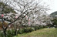 五分咲きの桜の木