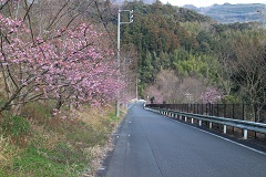 山際に咲く倉真百観音付近の河津桜の写真