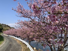 池に沿って満開の田ヶ池の河津桜の写真