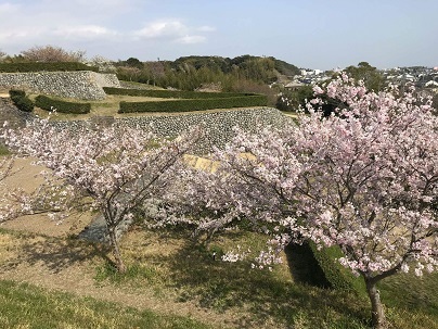 桜の木と横須賀城跡の石垣