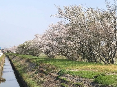 下紙川と桜並木