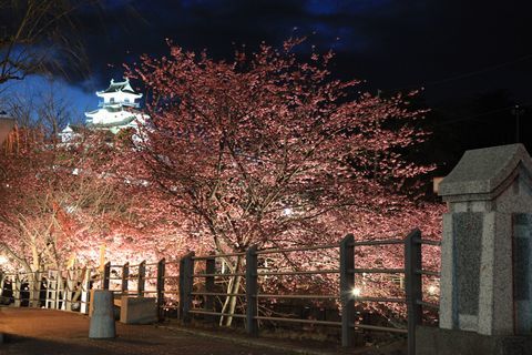 暗闇の中ライトアップされた掛川城をバックに咲き誇る掛川桜