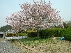 旧三笠中学校の桜の木