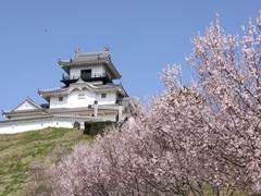 桜と城