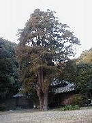 保存樹木に指定されている意正院のヒヨクヒバ