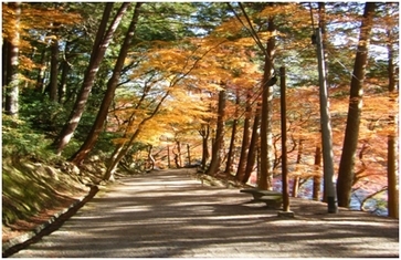 木々が紅葉している香積寺前の山道