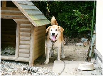 犬小屋の横に立つウォーキング協力犬のジュン