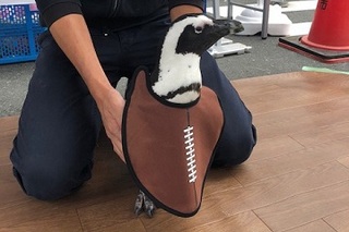 ラグビーボールの形のエプロンを付けたペンギン