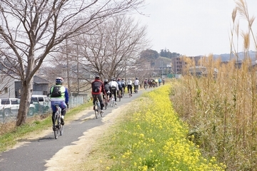 菜の花が咲いている土手を自転車で走る参加者たちの画像