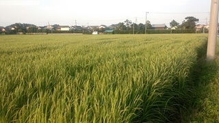 すくすくと育った稲が一面に広がる田んぼのようす