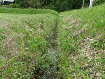 溝さらい前の排水路の写真で、用水の両脇は草が生えている