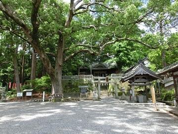 大きな御神木と事任八幡宮の画像