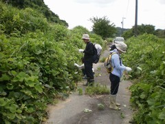 真ん中に道。その両側に生えている葛を大人の人が集めている