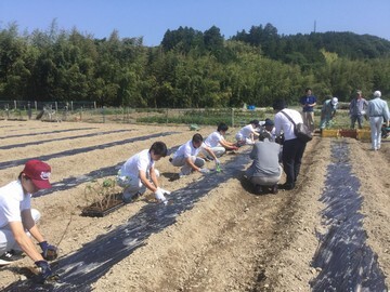 畑に葛の苗を沢山の高校生が植え込んでいる