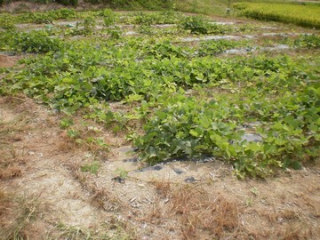 葛の圃場。黄緑色の葉っぱが沢山ある