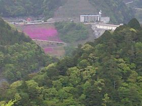 長島ダムの右岸斜面にピンク色の芝桜が咲く様子。