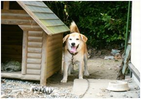 愛犬ジュンの写真