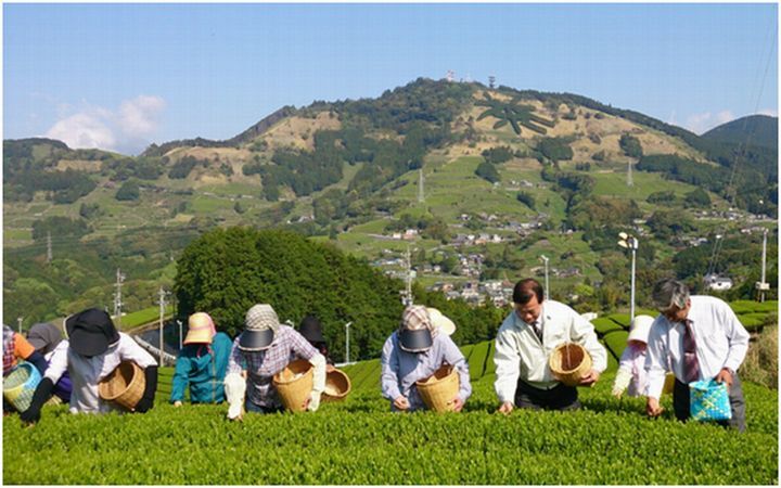 茶文字が浮かぶ粟ヶ岳を背景に茶摘みをする市長と市民ら