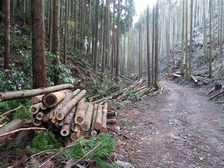 間伐後の美しい杉林の様子