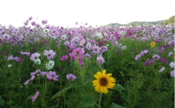 コスモス畑にところどころひまわりの花が咲いている様子。